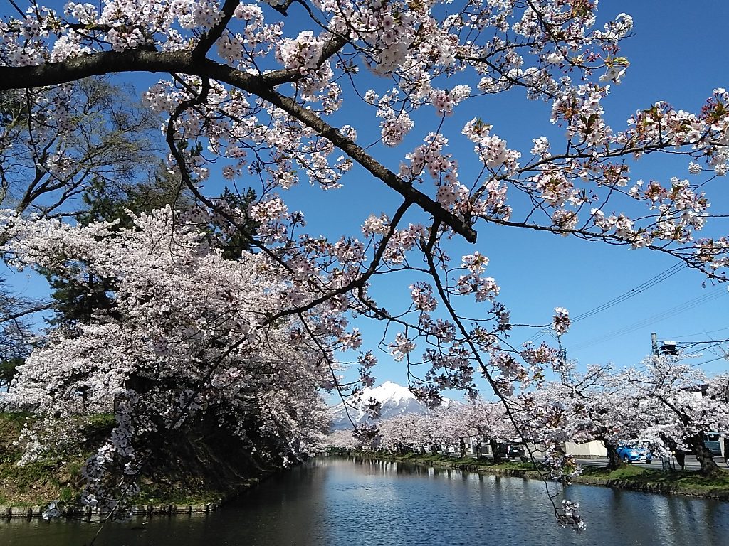 4.23桜2